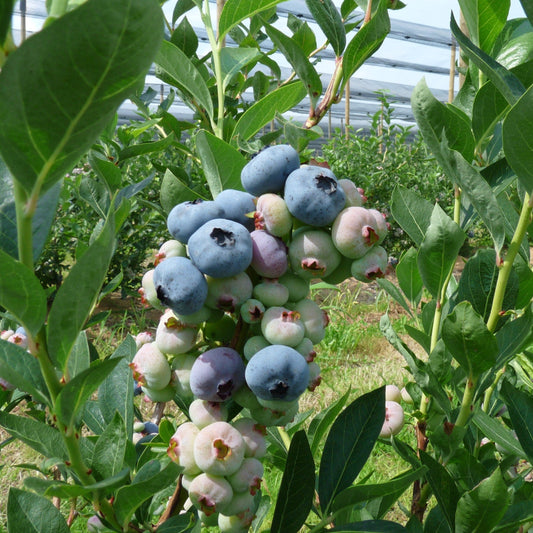 Vaccinium corymbosum - Chandler Blueberry