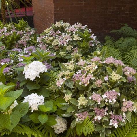 Hydrangea macrophylla - First Editions® Light-O-Day® Hydrangea