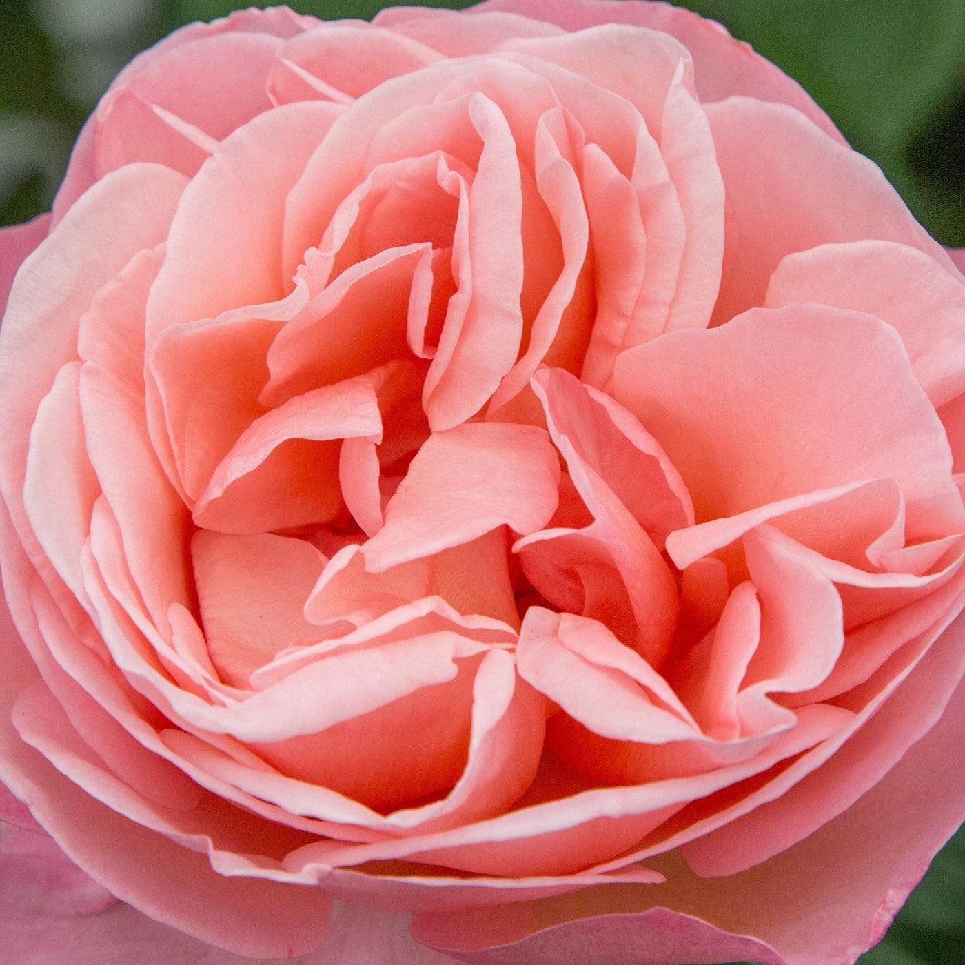 Rosa - Bloomables® Sweet Mademoiselle™ Rose