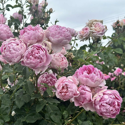 Rosa - The Ingenious Mr. Fairchild® Rose