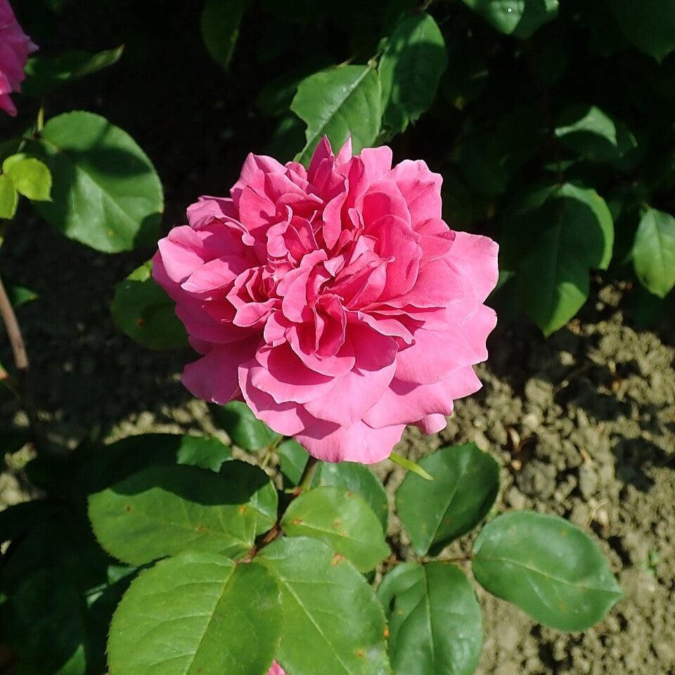 Rosa - Sophy's Rose