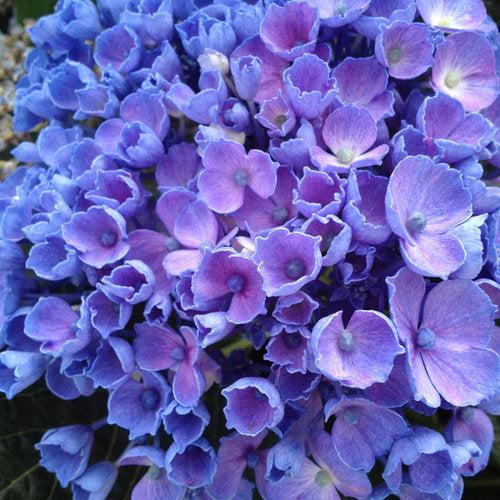 Hydrangea macrophylla - Let's Dance® Rhythmic Blue® Hydrangea