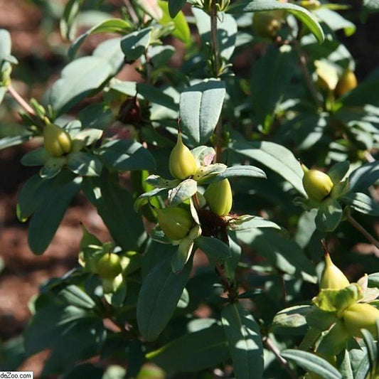 Hypericum frondosum - Sunburst St. John's Wort