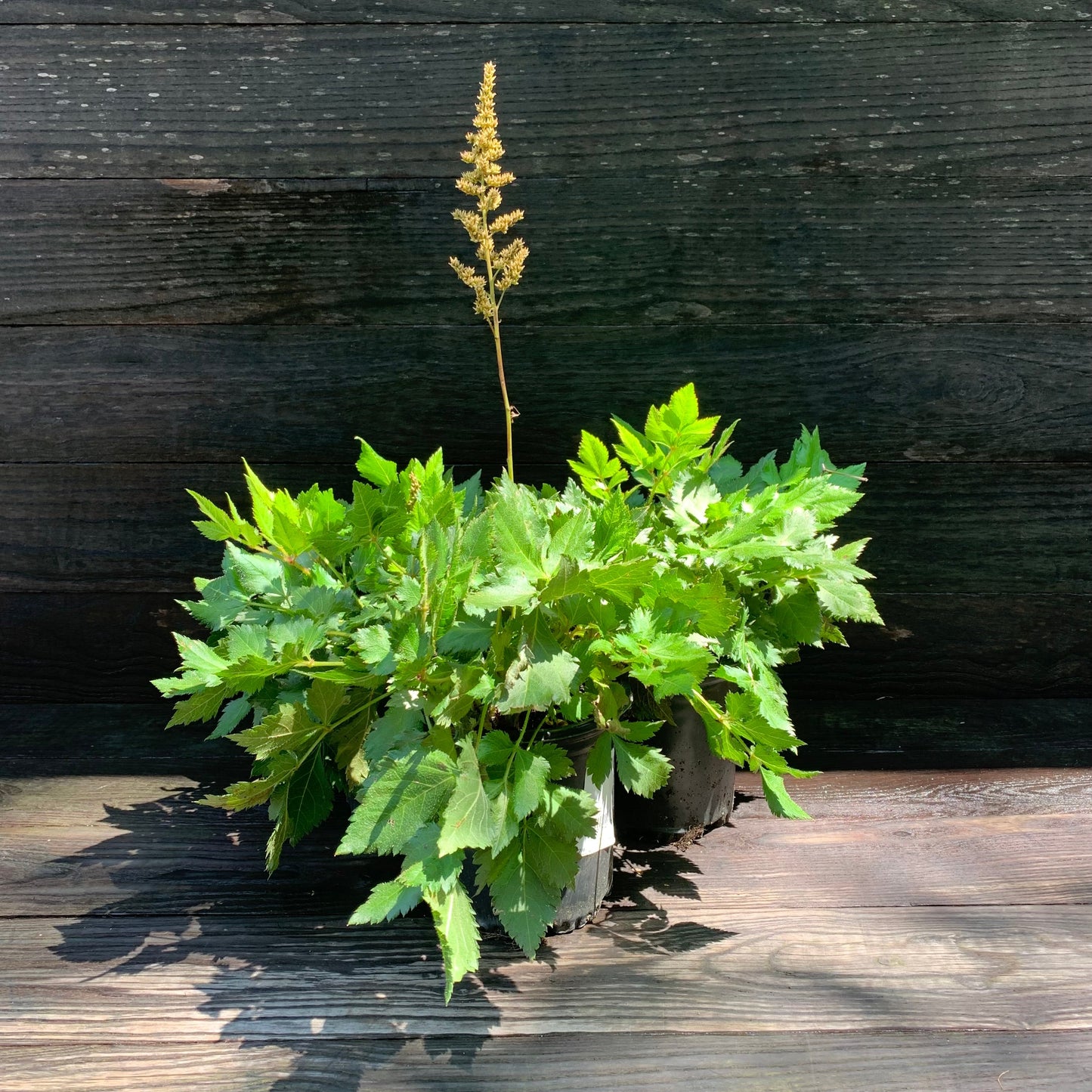 Astilbe chinensis - Visions Chinese Astilbe, False Goat's Beard