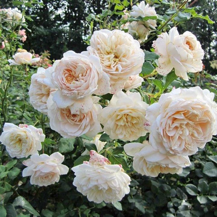Rosa - Lichfield Angel Rose