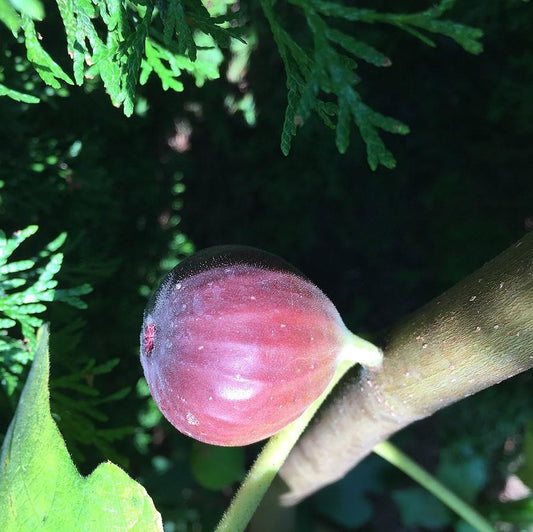 Ficus carica - Chicago Hardy Fig