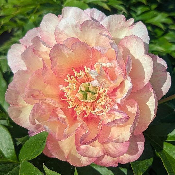 Paeonia - Scrumdiddlyumptious Itoh Peony