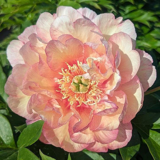 Paeonia - Scrumdiddlyumptious Itoh Peony