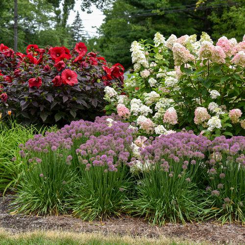 Hydrangea paniculata - Fire Light® Hardy Hydrangea