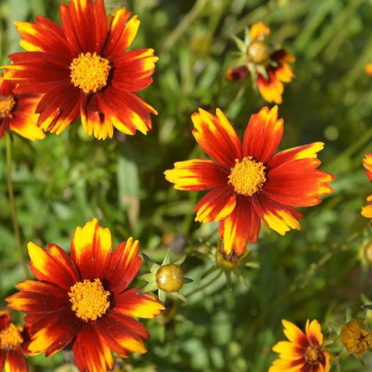 Coreopsis x - Big Bang™ Sun Splash Tickseed