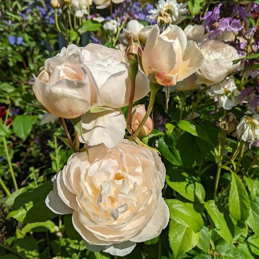 Rosa - Windermere Rose