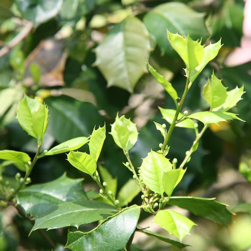 Ilex opaca - Satyr Hill American Holly