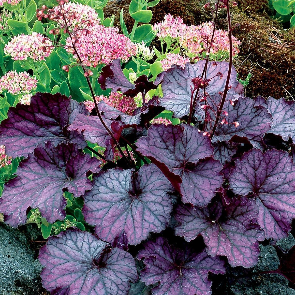 Heuchera x - Northern Exposure™ Purple Heuchera