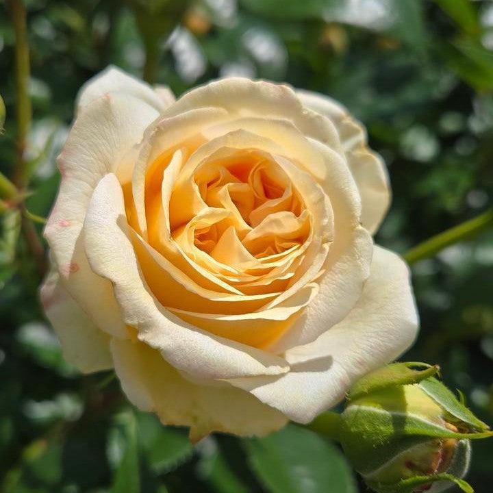 Rosa x - Showpiece™ Champagne Rose