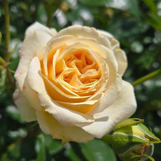 Rosa x - Showpiece™ Champagne Rose