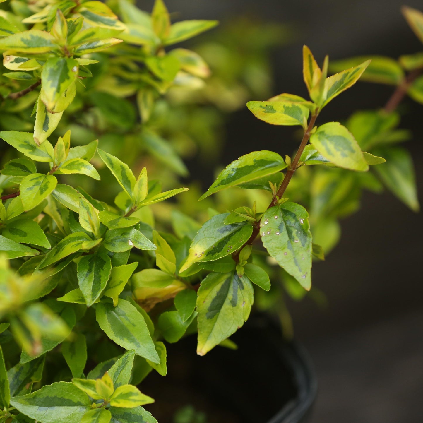 Abelia x grandiflora - Kaleidoscope Abelia