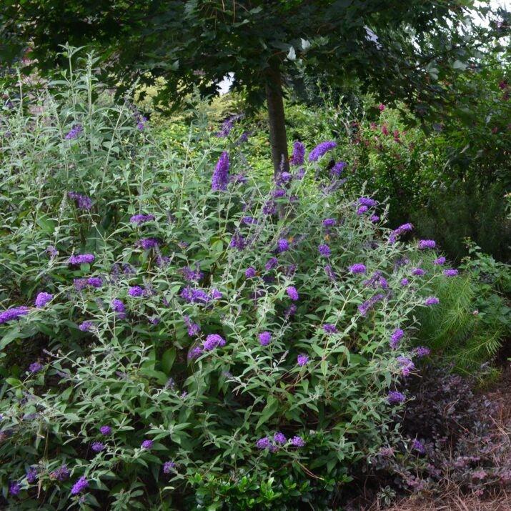 Buddleia davidii - First Editions® Groovy Grape™ Butterfly Bush