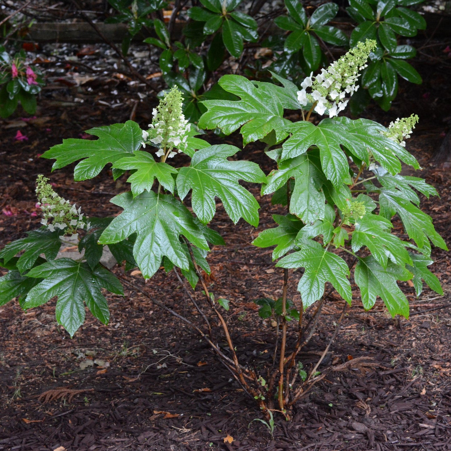 Hydrangea quercifolia - Alice Oakleaf Hydrangea
