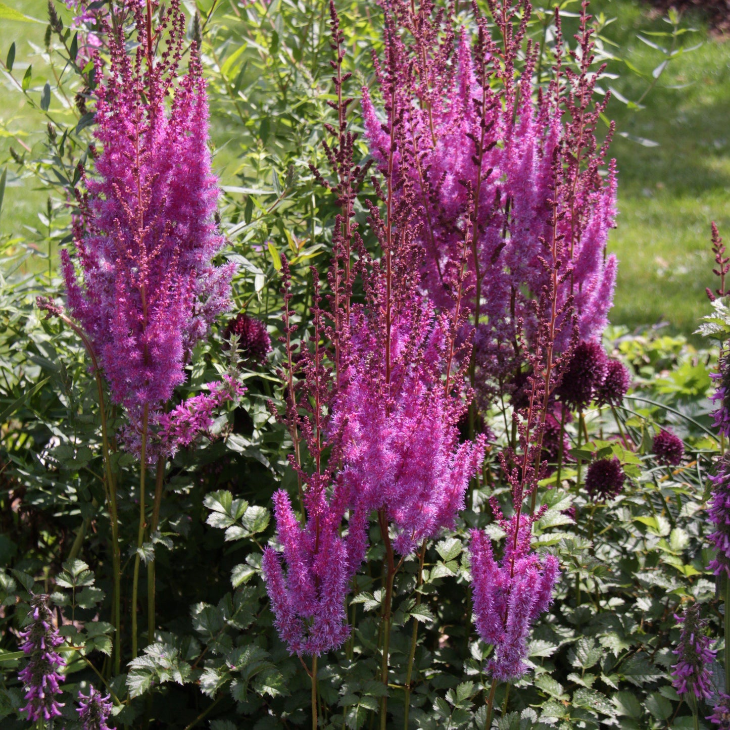 Astilbe chinensis - Purple Candles Chinese Astilbe
