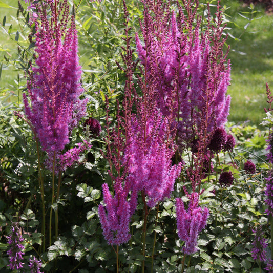 Astilbe chinensis - Purple Candles Chinese Astilbe
