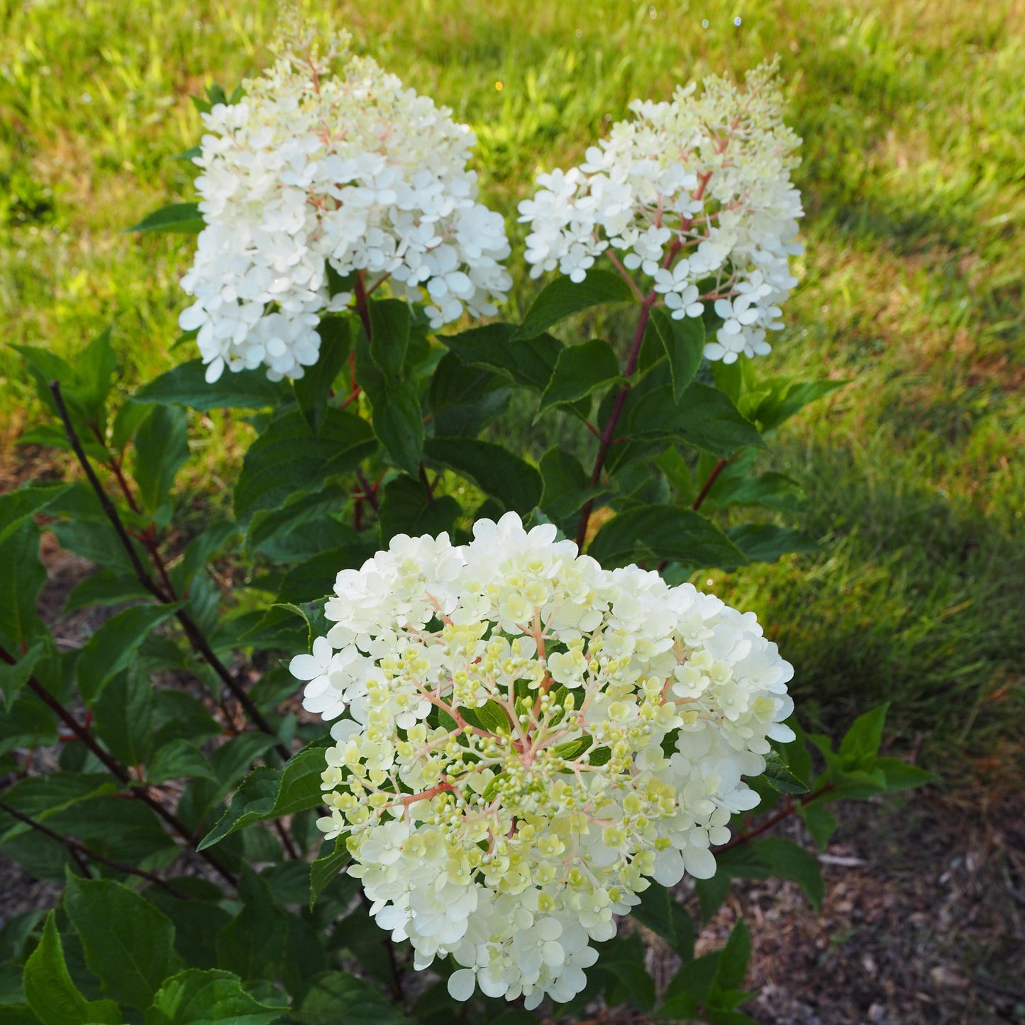 Hydrangea paniculata - First Editions® Vanilla Strawberry™ Hydrangea