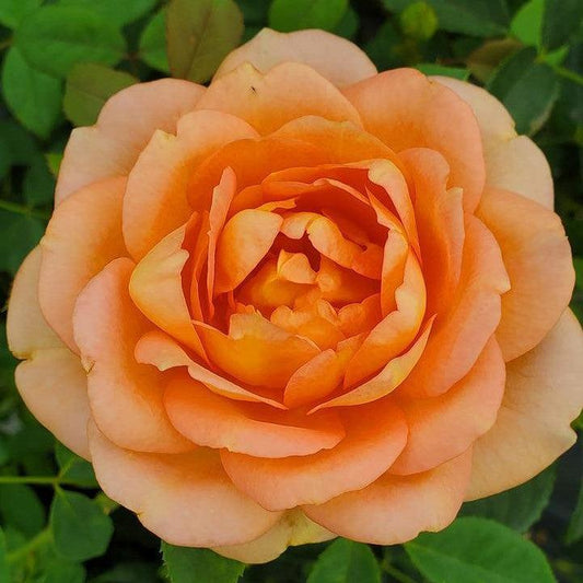 Rosa - Lady of Shalott Rose