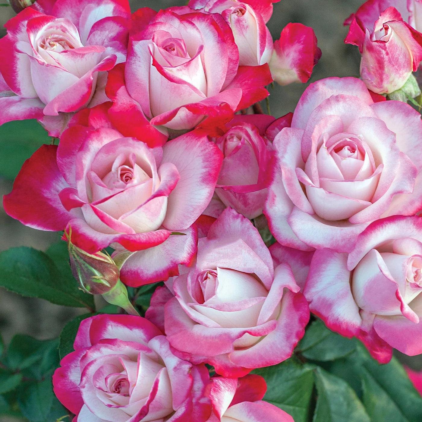 Rosa - Bloomables® Candy Cane Cocktail™ Rose