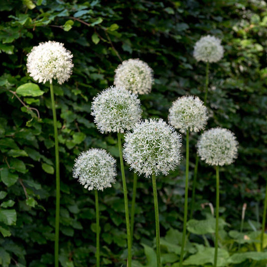 Allium - Mount Everest Ornamental Onion