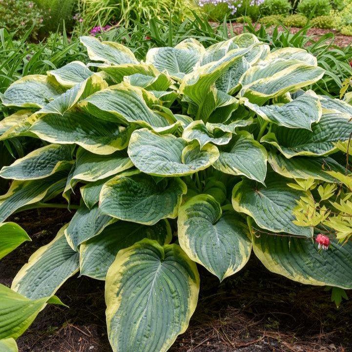 Hosta - PW® Shadowland® Gigantosaurus Hosta