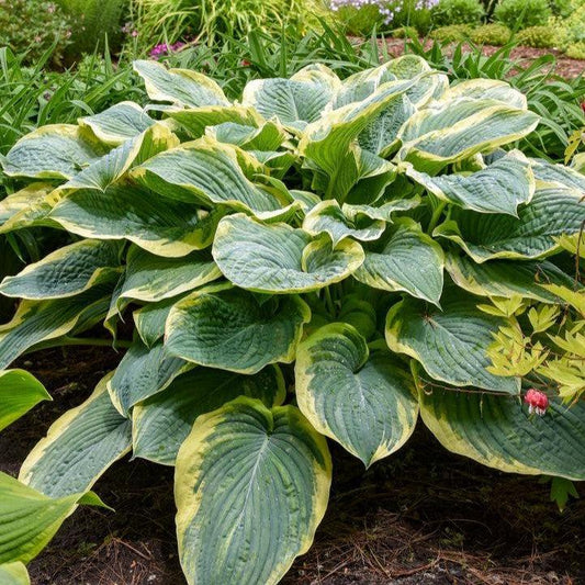 Hosta - PW® Shadowland® Gigantosaurus Hosta
