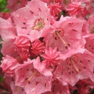 Kalmia latifolia - Pink Charm Mountain Laurel