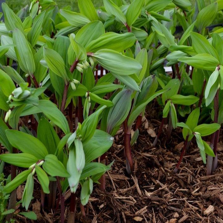 Polygonatum odoratum - Ruby Slippers Solomon's Seal