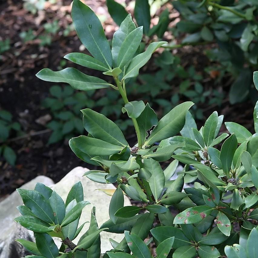 Rhododendron 'Nova Zembla'