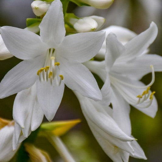 Hosta x - Royal Crest Hosta