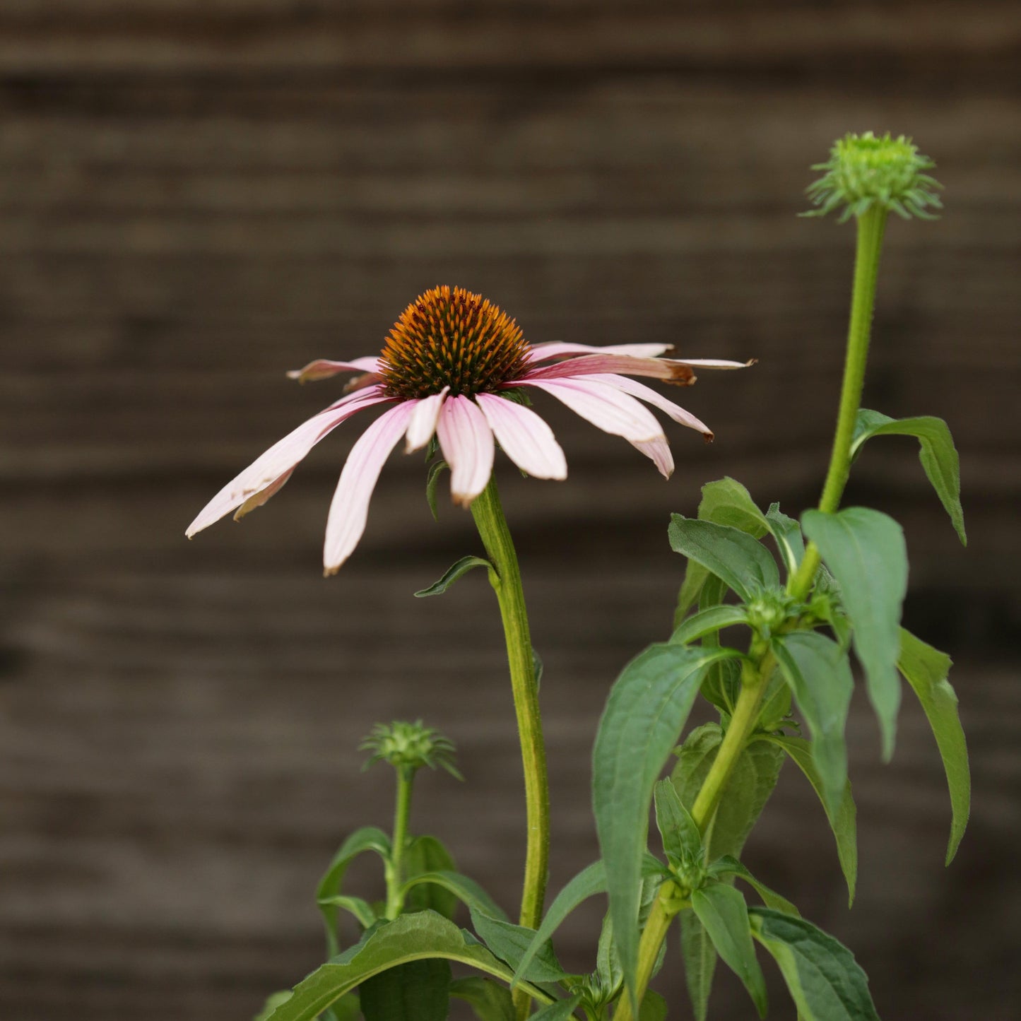 Echinacea purpurea - PowWow® Wild Berry Echinacea, Coneflower