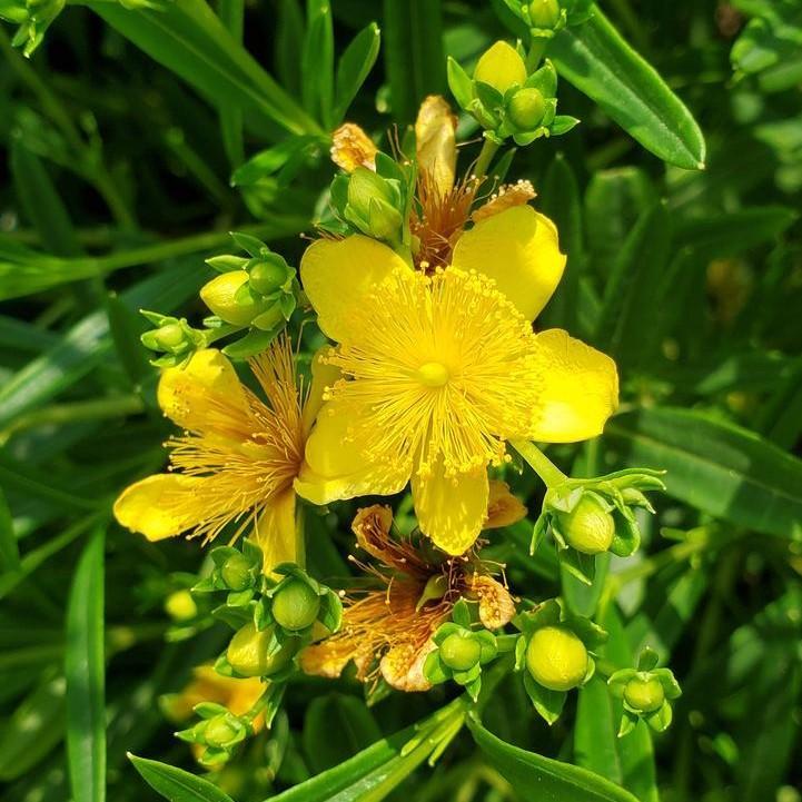 Hypericum kalmianum - Gemo St. John's Wort