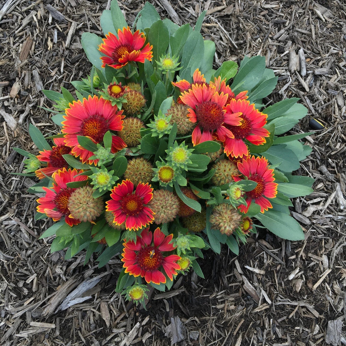 Gaillardia aristata 'Bargaispinor'  - Spintop™ Orange Halo Blanket Flower