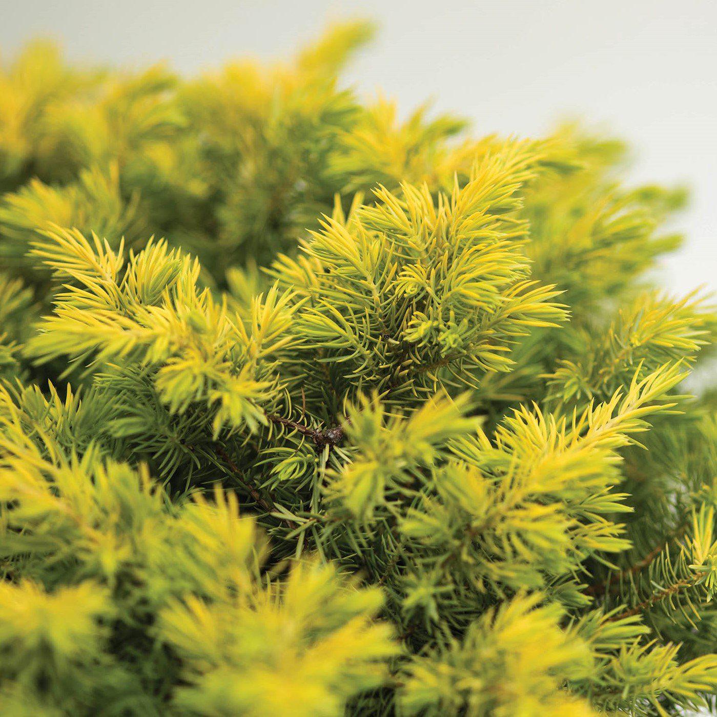 Juniperus conferta - Golden Pacific™ Juniper
