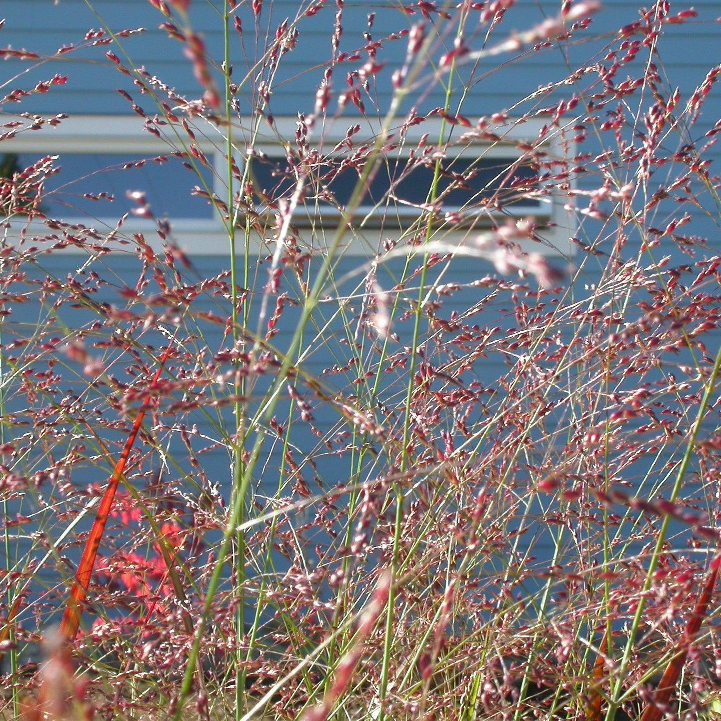 Panicum virgatum - Red Flame Switch Grass