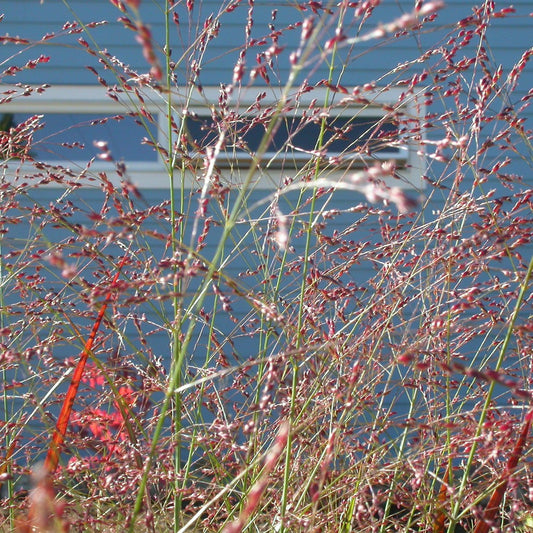 Panicum virgatum - Red Flame Switch Grass