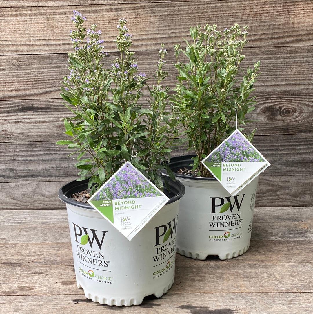 Caryopteris x clandonensis - Beyond Midnight® Bluebeard