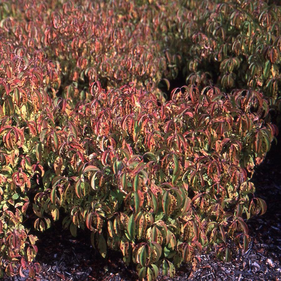 Cornus sericea - Kelseyi Red Twig Dogwood