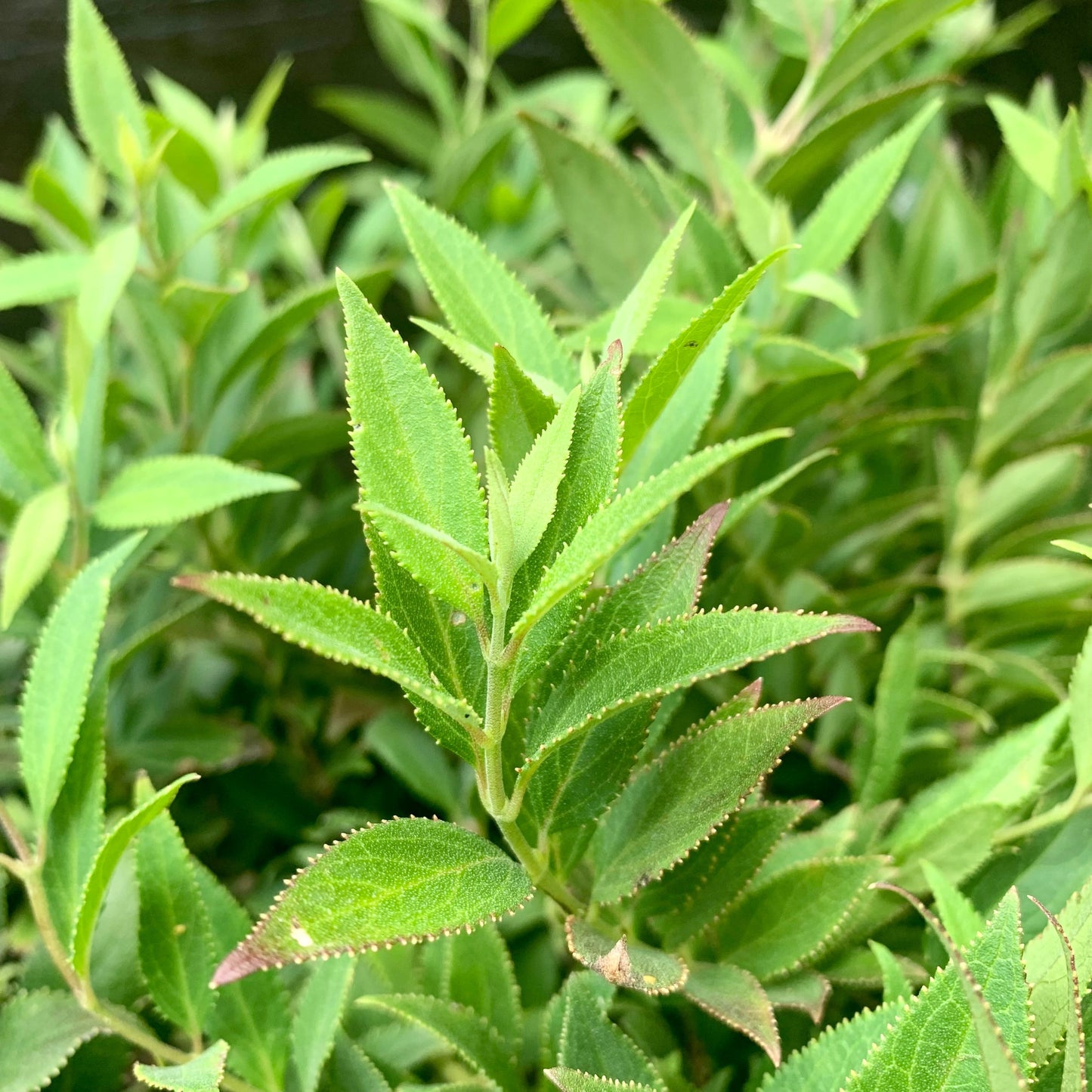 Deutzia gracilis - Dwarf Nikko Deutzia