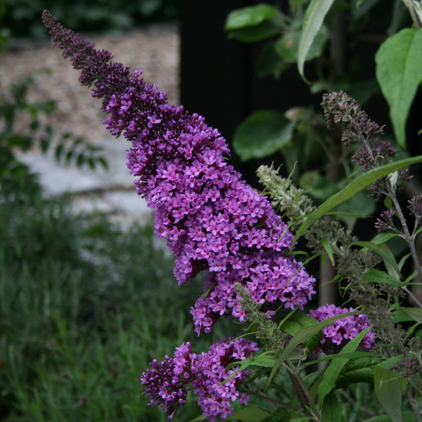 Buddleia davidii - Pugster Blue® Dwarf Butterfly Bush