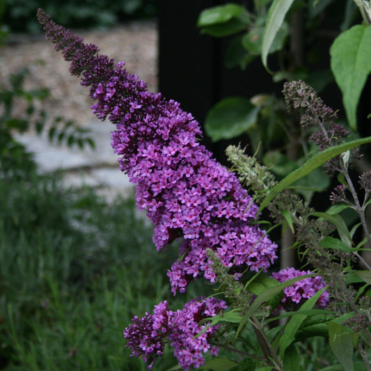 Buddleia davidii - Pugster Blue® Dwarf Butterfly Bush