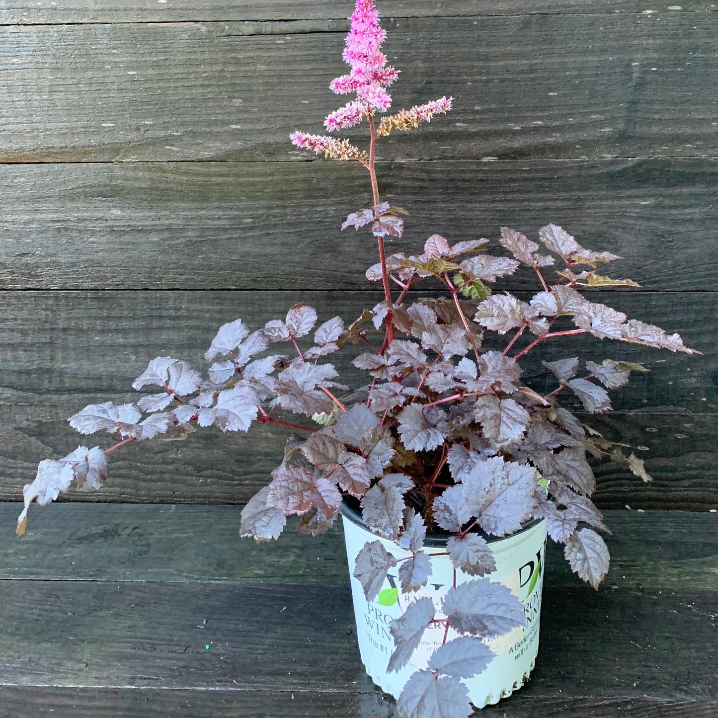 Astilbe  - Dark Side of the Moon Astilbe