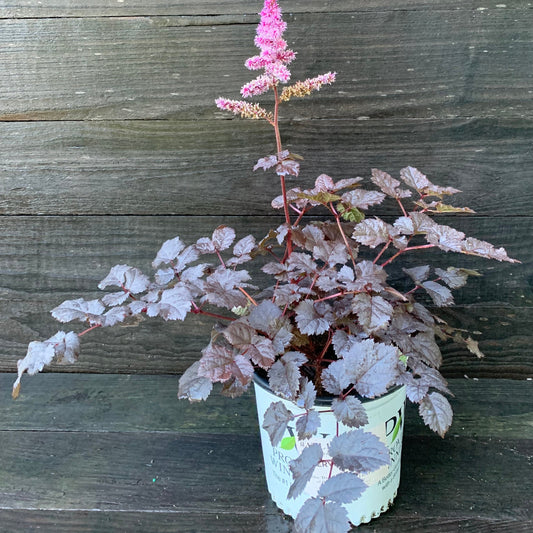 Astilbe  - Dark Side of the Moon Astilbe