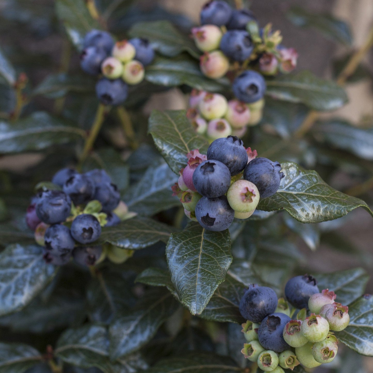 Vaccinium - Bushel and Berry® Perpetua® Blueberry