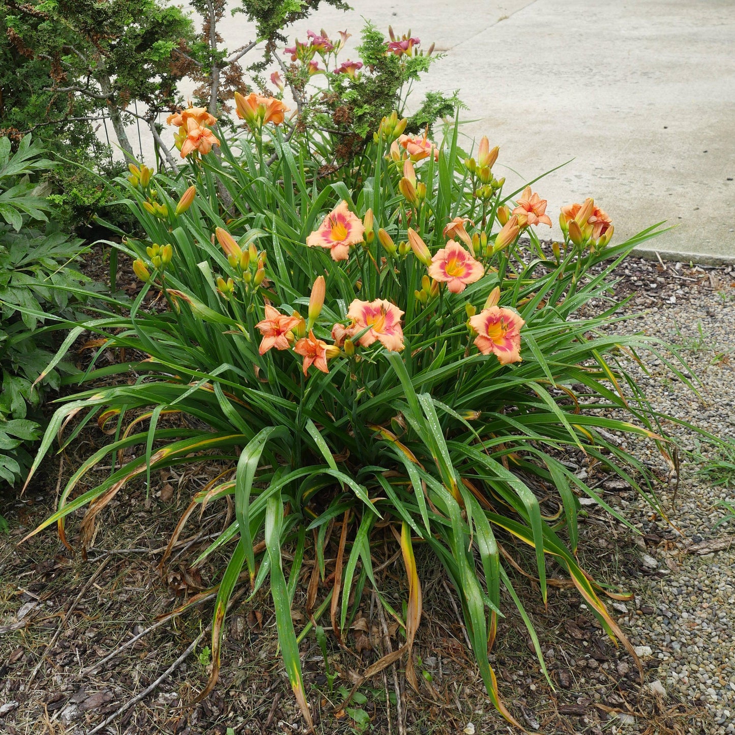 Hemerocallis  - Strawberry Candy Daylily