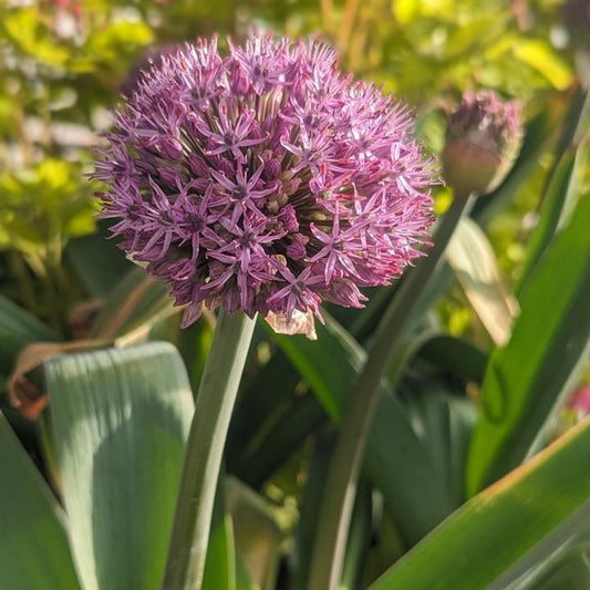 Allium x - Party Balloons Ornamental Onion
